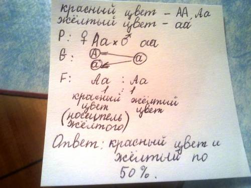 Утоматов ген обуславливающий красный цвет плодов доминирует над геном жёлтой окраски .какие по цвету